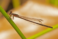 Agriocnemis rubricauda