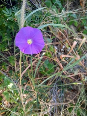 Ipomoea ternifolia leptotoma