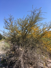 Vachellia caven