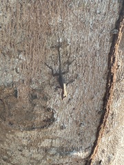 Anolis cristatellus