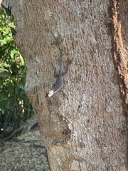 Anolis cristatellus