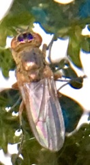 Ephydra