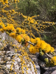 Vachellia caven