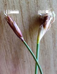 Hypodiscus willdenowia