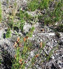 Hypodiscus willdenowia