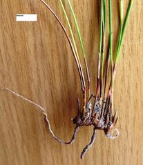 Hypodiscus willdenowia