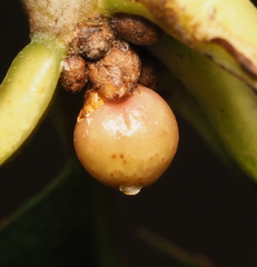 Andricus mamillaformis