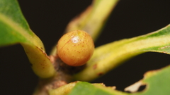 Andricus mamillaformis