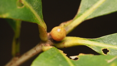 Andricus mamillaformis