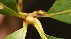 Andricus mamillaformis