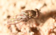 Scatophila caviceps