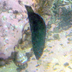 Anampses caeruleopunctatus