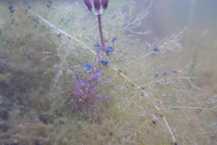 Utricularia muelleri