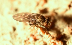 Scatophila caviceps