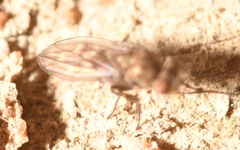 Scatophila caviceps