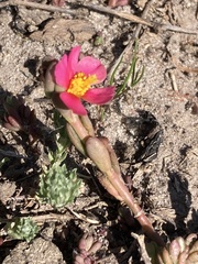 Portulaca cryptopetala