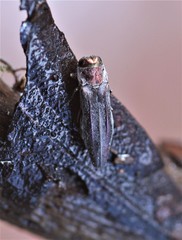 Agrilus townsendi