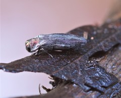 Agrilus townsendi