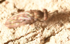 Scatophila caviceps