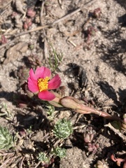 Portulaca cryptopetala