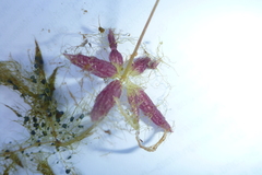 Utricularia muelleri