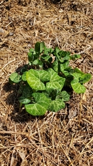 Aristolochia fimbriata