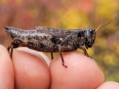 Melanoplus huroni