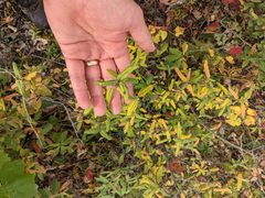 Shepherdia canadensis