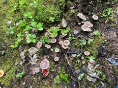 Lactarius mammosus
