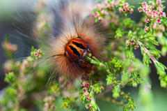 Erica axillaris
