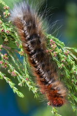 Erica axillaris