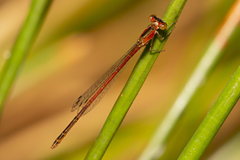 Agriocnemis rubricauda