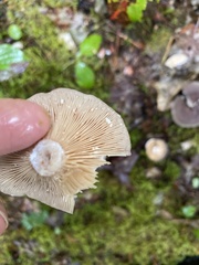 Lactarius mammosus