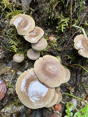 Lactarius mammosus