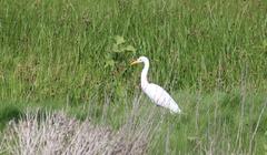 Ardea intermedia brachyrhyncha