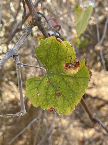 Vitis californica