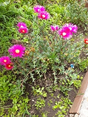 Lampranthus spectabilis