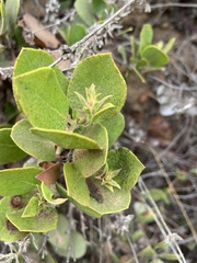 Arctostaphylos tomentosa hebeclada
