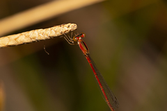 Agriocnemis rubricauda