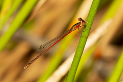 Agriocnemis rubricauda