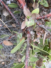 Arctostaphylos tomentosa hebeclada
