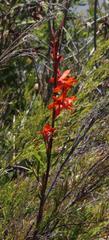 Watsonia stokoei