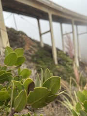 Arctostaphylos tomentosa hebeclada