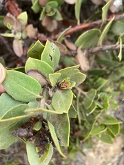 Arctostaphylos tomentosa hebeclada