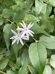 Jasminum nervosum