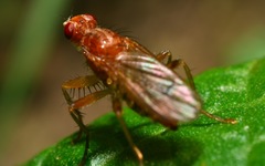 Norellisoma spinimanum