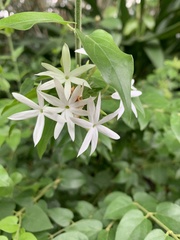 Jasminum nervosum