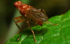 Norellisoma spinimanum