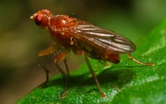 Norellisoma spinimanum