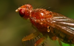 Norellisoma spinimanum
